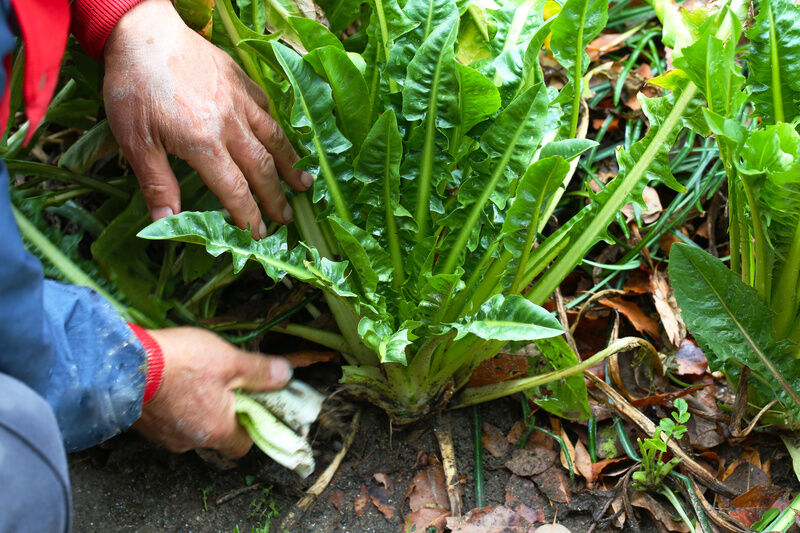 野菜を収穫する農家