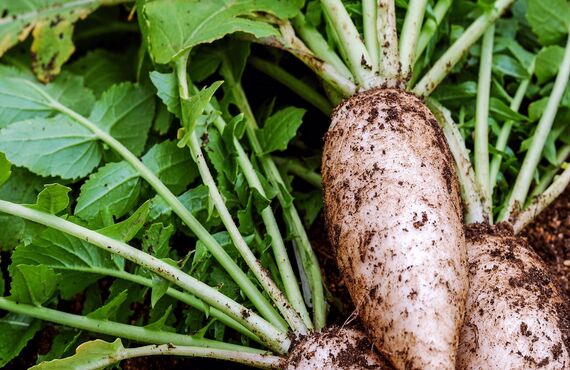 旬の野菜は卸、仕入れのOZAKIフードプランニング