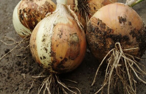 農家さんから野菜の直接仕入れ　福岡の卸はOZAKIフードプランニング