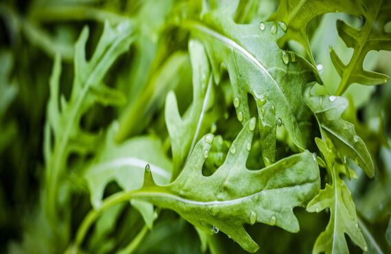 九州の野菜は卸のOZAKIフードプランニングへお任せください