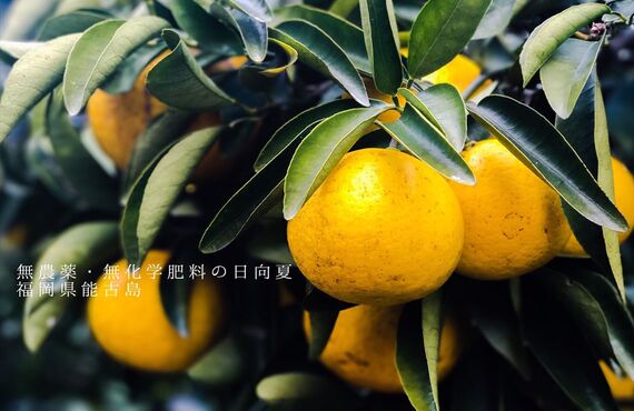 福岡の無化学肥料で育てた野菜と果物です！