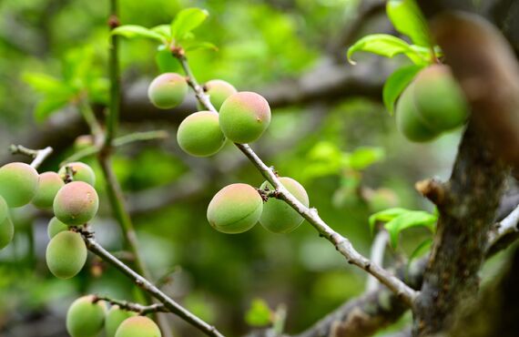 無農薬野菜のOZAKIから徳島の自然栽培「梅」でました。